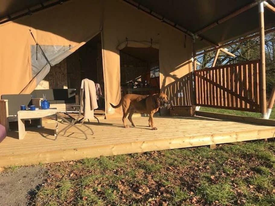 Lapwing Safari Tent 切尔滕纳姆 外观 照片